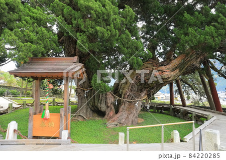 【香川県】宝生院の真柏（小豆島） 84220285