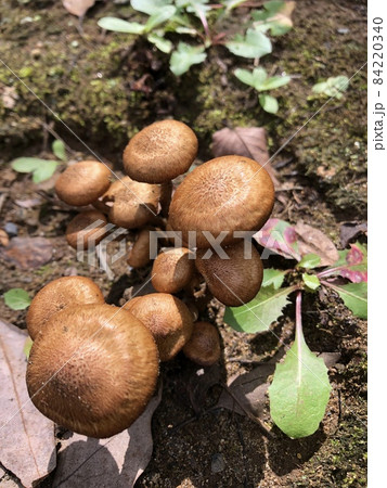 オオワライタケ　　　・・・Laughing Gym・・。o 84220340