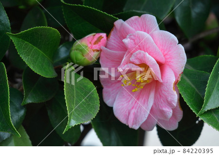 厳冬に凛と咲く 84220395