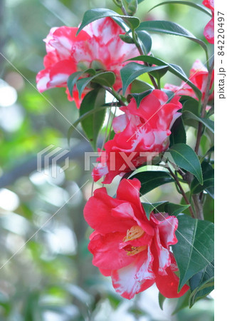 厳冬に凛と咲く 84220497