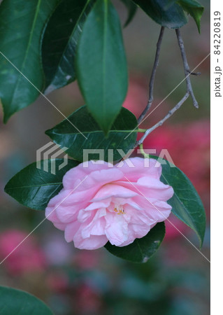 厳冬に凛と咲く 84220819