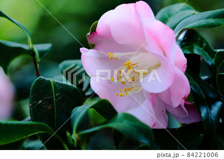 厳冬に凛と咲く 84221006