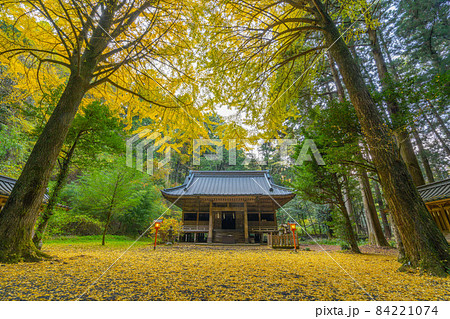 秋の二岡神社　黄色いイチョウの葉の絨毯　　 84221074