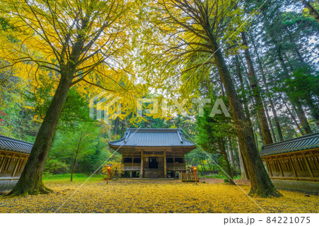 秋の二岡神社　黄色いイチョウの葉の絨毯　　 84221075