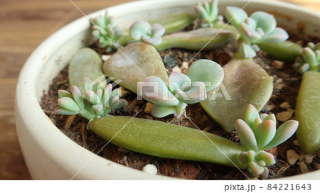 多肉植物の増やし方のひとつ、葉挿し 84221643