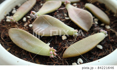 多肉植物の増やし方のひとつ、葉挿し 84221646