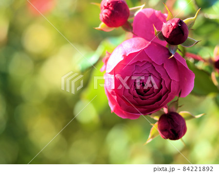 赤色のバラの花「ポンポネッラ」 赤色のバラの花「ポンポネッラ」 84221892