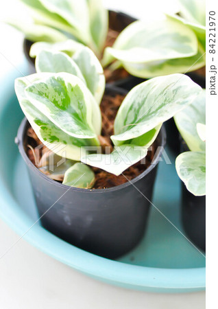 Peperomia obtusifolia , Baby Rubber Plant or  Pepper Face or PIPERACEAE 84221970