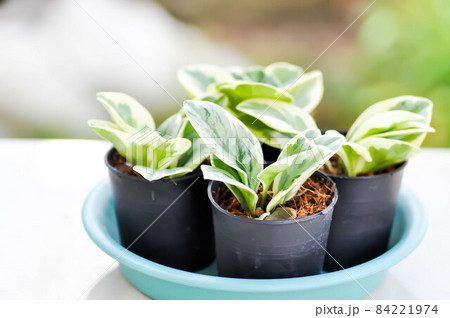 Peperomia obtusifolia , Baby Rubber Plant or Pepper Face or PIPERACEAE Peperomia obtusifolia , Baby Rubber Plant or Pepper Face or PIPERACEAE 84221974