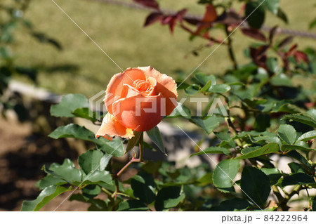 秋のバラ園に咲くサーモンピンクのバラ 84222964