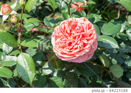 花 フラワー お花 84223188