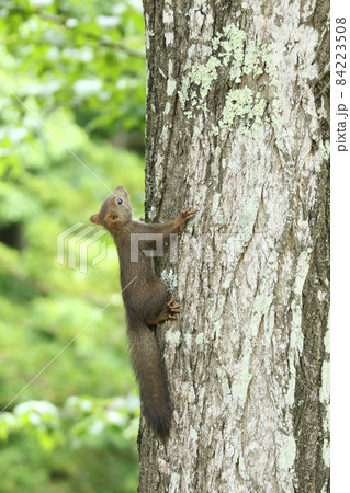 子リス エゾリス 蝦夷リス 北海道の野生動物の写真素材