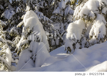 Close-up shot of pine tree branche with green needles covered with deep fresh clean snow on blurred blue outdoors copy space background. Merry Christmas and Happy New Year greeting postcard. 84223764