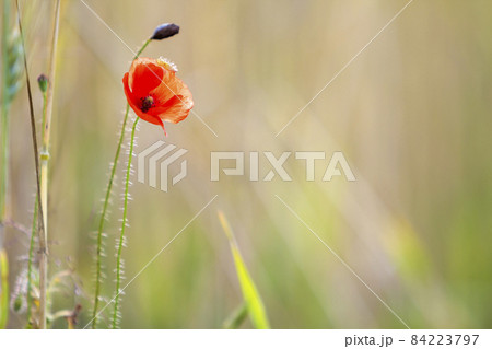 Close-up of tender beautifully blooming lit by summer sun red wild poppy and undiluted flower bud on high stem on blurred bright green summer background. Beauty and tenderness of nature concept. 84223797