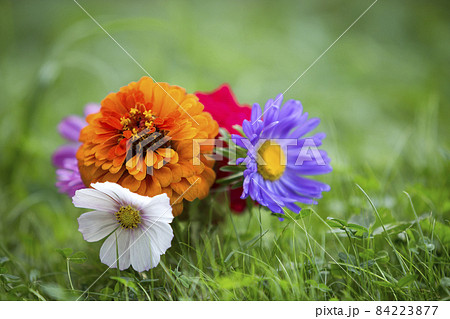 Close-up of beautiful autumn bright multicolored field flowers composition among green grass in transparent glass vase outdoors on blurred sunny bokeh copy space background. Postcard theme concept. Close-up of beautiful autumn bright multicolored field flowers composition among green grass in transparent glass vase outdoors on blurred sunny bokeh copy space background. Postcard theme concept. 84223877