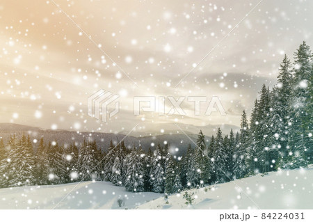 Beautiful winter mountain landscape. Tall dark green spruce trees covered with snow on mountain peaks and cloudy sky background. 84224031