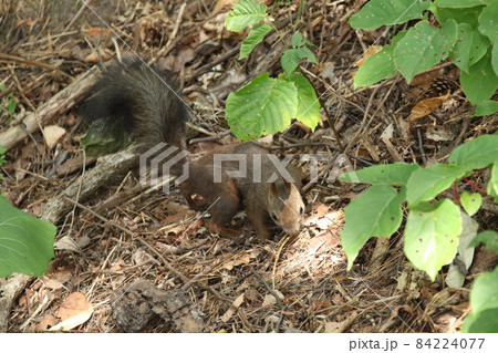 エゾリス 蝦夷リス 北海道の野生動物 エゾリス 蝦夷リス 北海道の野生動物 84224077