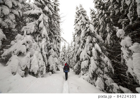 Back view of tourist hiker with backpack walking in white clean deep snow on bright frosty winter day in mountain forest with tall dark green spruce. 84224105