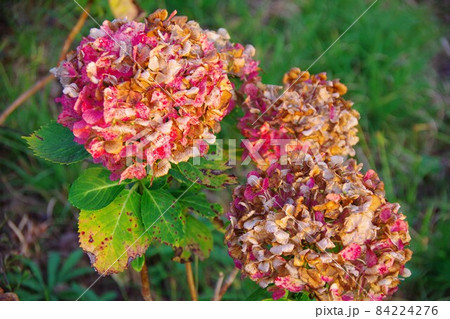 枯れた紫陽花の写真素材