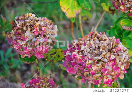 枯れた紫陽花の写真素材