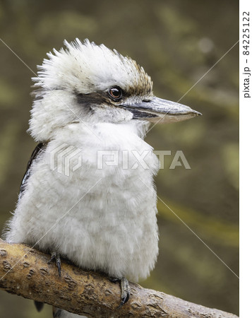 Full-length portrait of Kookaburra or Dacelo gigas. Terrestrial tree kingfisher on brown natural background. 84225122