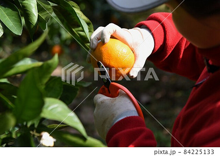 ミカンの収穫作業 84225133