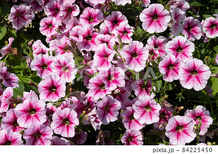purple petunia flowers in the garden in Spring time. purple petunia flowers in the garden in Spring time. 84225450