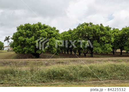 Mango Tree Orchard On A Rainy Day 84225532