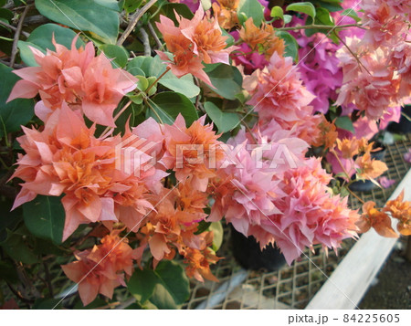 満開の花 満開の花 84225605