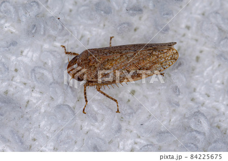 Small Typical Leafhopper Small Typical Leafhopper 84225675