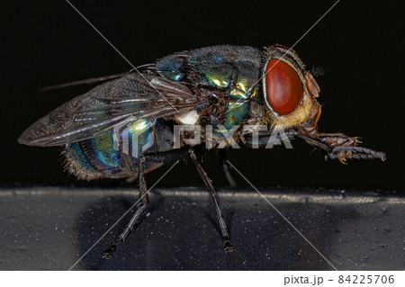 Adult Blow Fly Adult Blow Fly 84225706