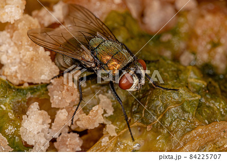 Adult Greenbottle Fly 84225707