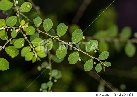 Mascarene Island Leaf-Flower Plant 84225732