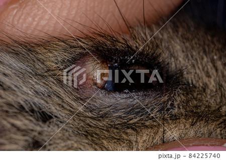hamster with eyelid abscess 84225740