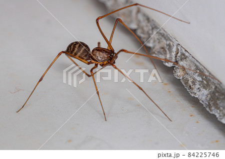 Adult Male Brown Spitting Spider Adult Male Brown Spitting Spider 84225746
