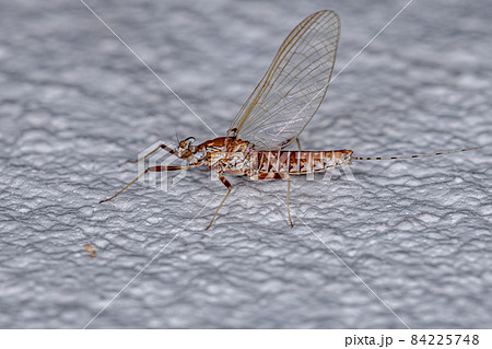 Adult Female Prong-gilled Mayfly Adult Female Prong-gilled Mayfly 84225748