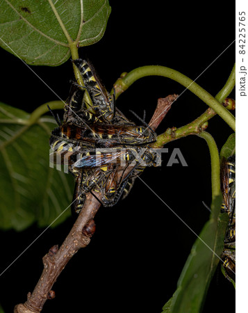 Adult Scoliid Wasps Adult Scoliid Wasps 84225765