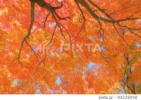紅葉を見上げる 84226056