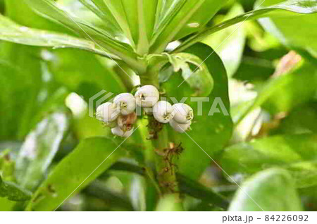 奄美大島の海岸植物　クサトベラの果実 84226092