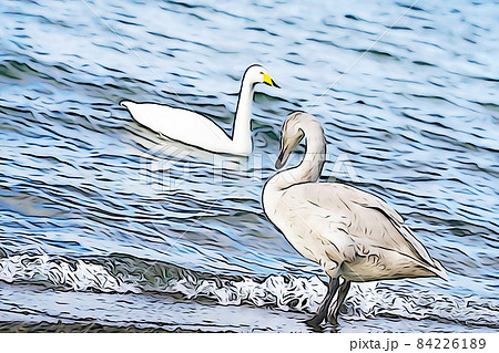 パステル調 白鳥の飛来で賑わいを見せる屈斜路湖 イラストイメージのイラスト素材