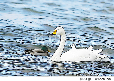 パステル調 白鳥の飛来で賑わいを見せる屈斜路湖 イラストイメージのイラスト素材 パステル調 白鳥の飛来で賑わいを見せる屈斜路湖 イラストイメージのイラスト素材