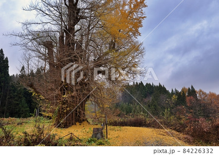 落葉はじめの法量のイチョウ(青森県十和田市)全景 落葉はじめの法量のイチョウ(青森県十和田市)全景 84226332