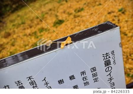 落葉はじめの法量のイチョウ(青森県十和田市) 落葉はじめの法量のイチョウ(青森県十和田市) 84226335