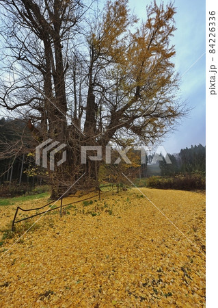 落葉はじめの法量のイチョウ 落葉はじめの法量のイチョウ 84226336
