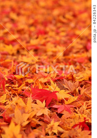 中野もみじ山の紅葉の絨毯 84226343