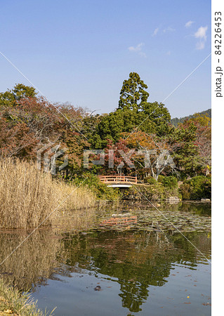 秋の大覚寺(京都)大沢池エリアの展望 秋の大覚寺(京都)大沢池エリアの展望 84226453
