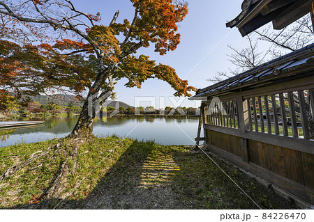 秋の大覚寺（京都）大沢池エリアの展望 84226470