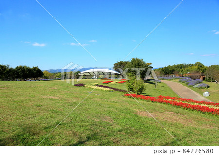 サルビア花壇 84226580