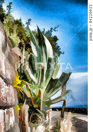 A humongous Aloe Vera plant. 84226633