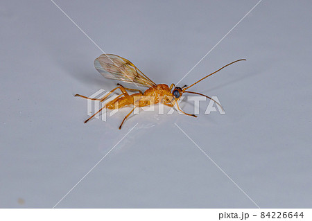 Adult Ichneumonid Wasp 84226644